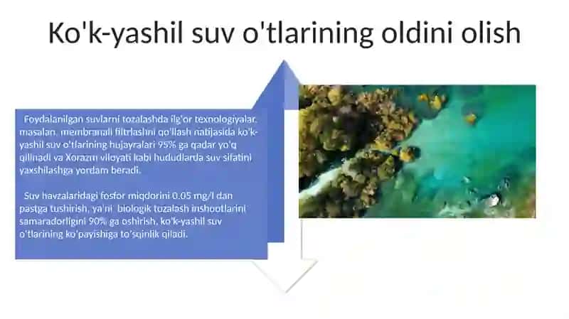 Ko'k yashil suvo'tlari 4
