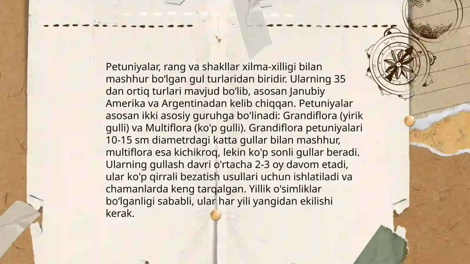 Petuniya guli 4