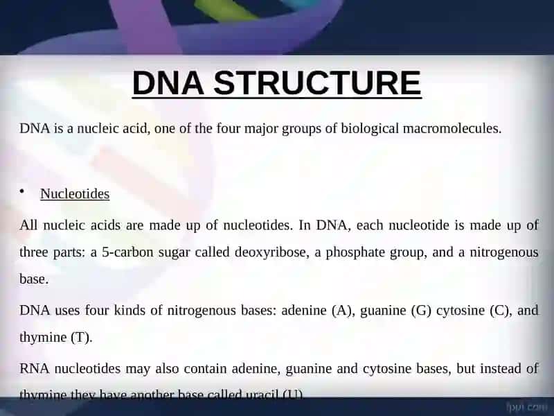 STRUCTURE OF DNK 4