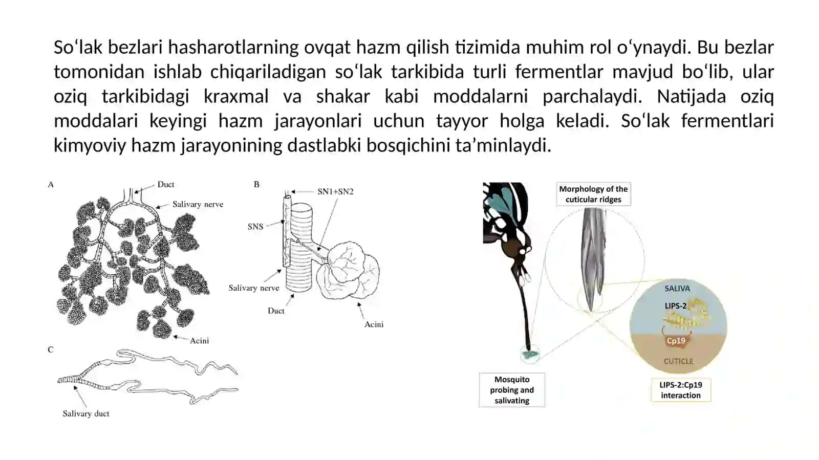 Hashoratlarda ovqat hazm qilish aniq tuzilishi 4