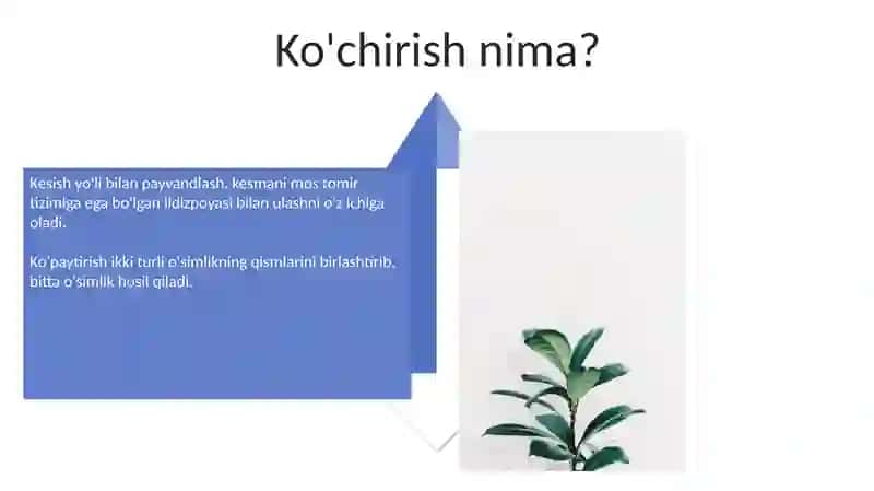 Oʻsimliklarni qalamcha payvand qilish 4