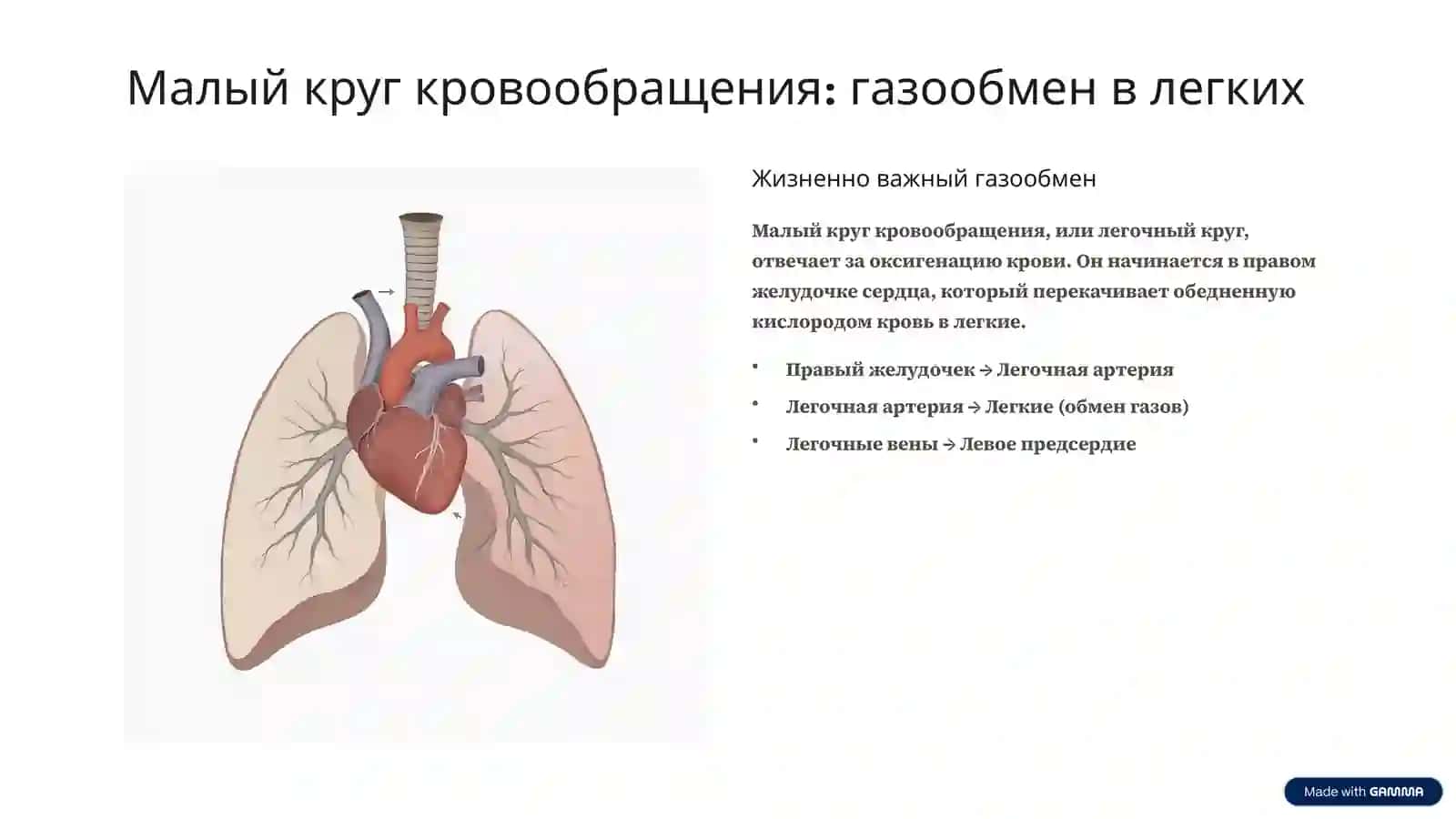 Система кровообращения: морфология и функции 4