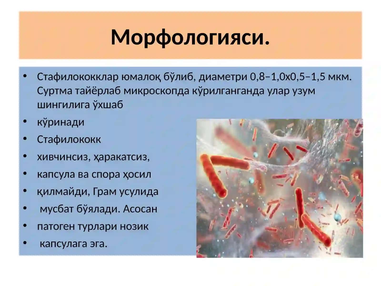 Йирингхосилкилувчикокклар:стафилакокк,стрептакоккважарохатинфекцияларининглабораторияташхиси 4