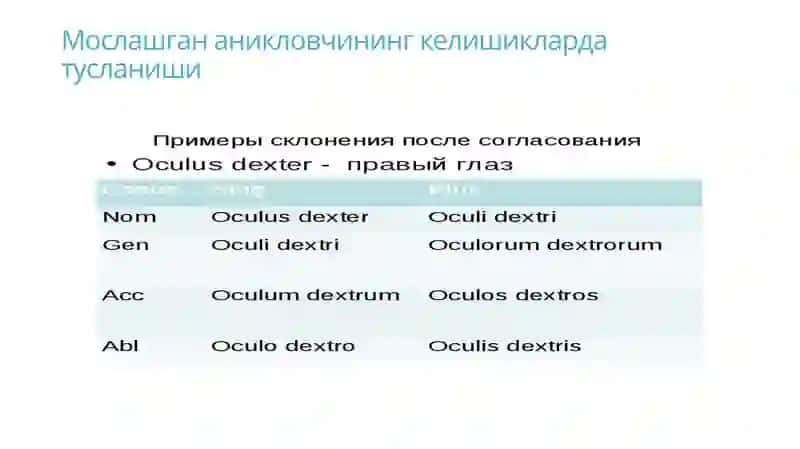 Моslashgan aniqlovchi ishtirokida anatomic terminlar 4