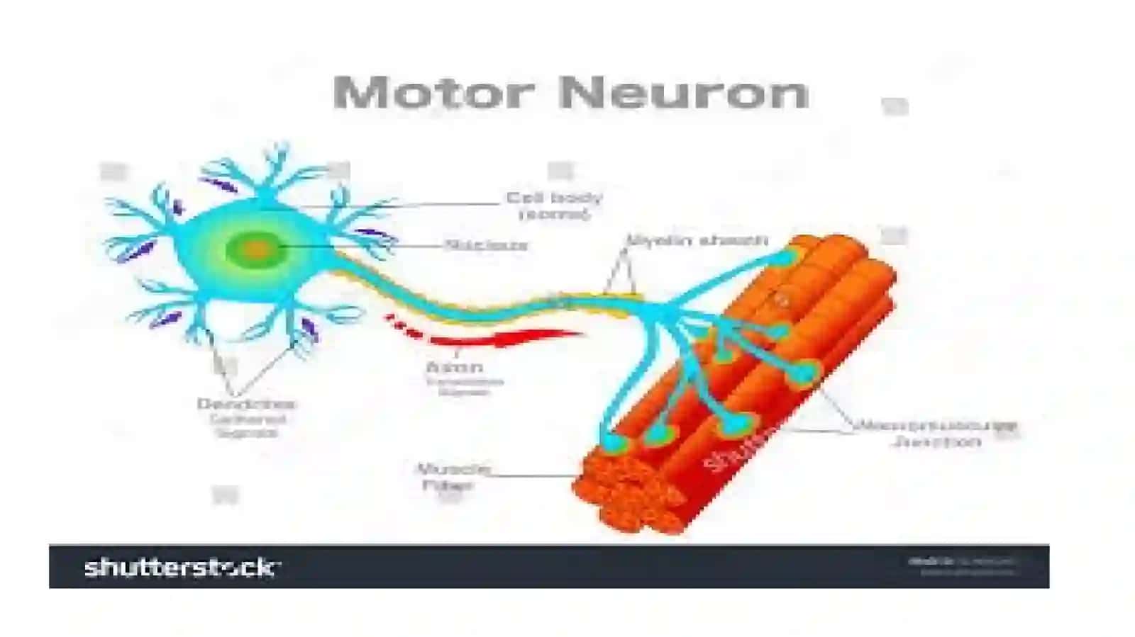 Efferent (periferik nerv sistemasi) innervatsiyaga ta'sir etuvchi dorivoritalar: M-, N-xolinomimetik vositalar. M-, N-xolinoblokator vositalar. Xolinesterazaga qarshi vositalar 4