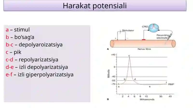 Fiziologiya (Membrana potensiali, Nerv tolasi) 4