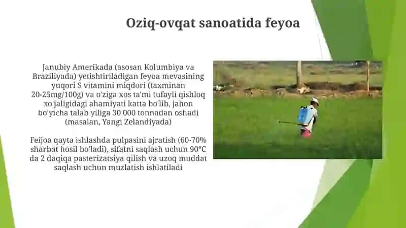 Feijoa yetishtirish texnologiyalari 4