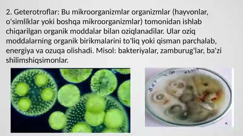 Mikroorganizmlardan zarur moddalar sintezlab olish 4