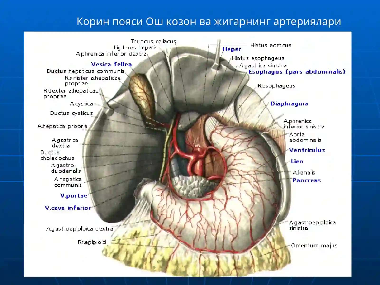КУКРАК ВА КОРИН АОРТАСИ.ИЧКИ АЪЗОЛАРИНИНГ ВА ОРКА МИЯНИНГ КОН БИЛАН ТАЪМИНЛАНИШИ 4