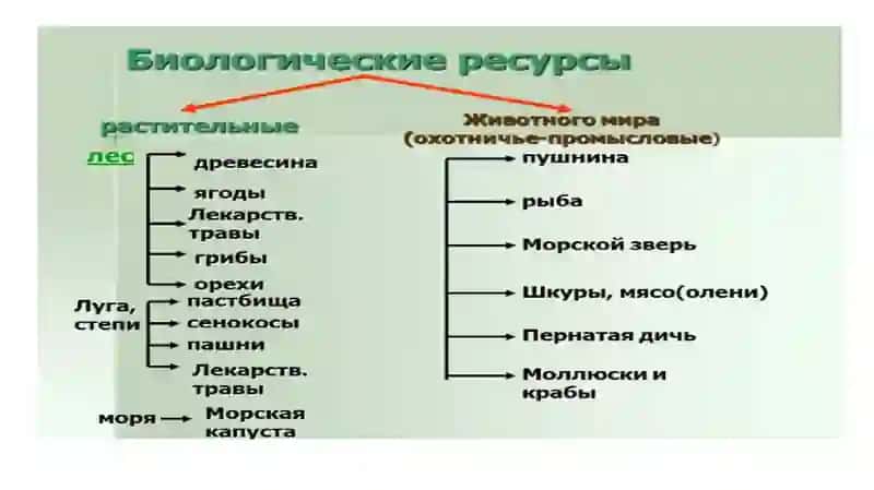 Охрана растительного и животного мира 4