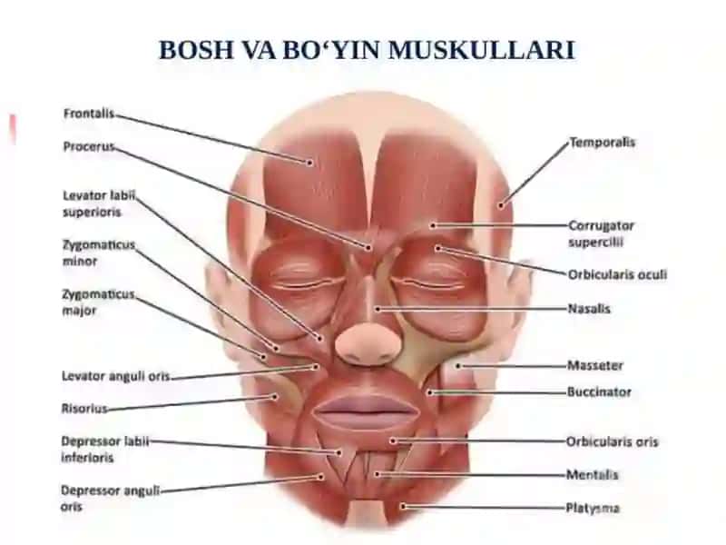 BOSH MUSKULLARI 4