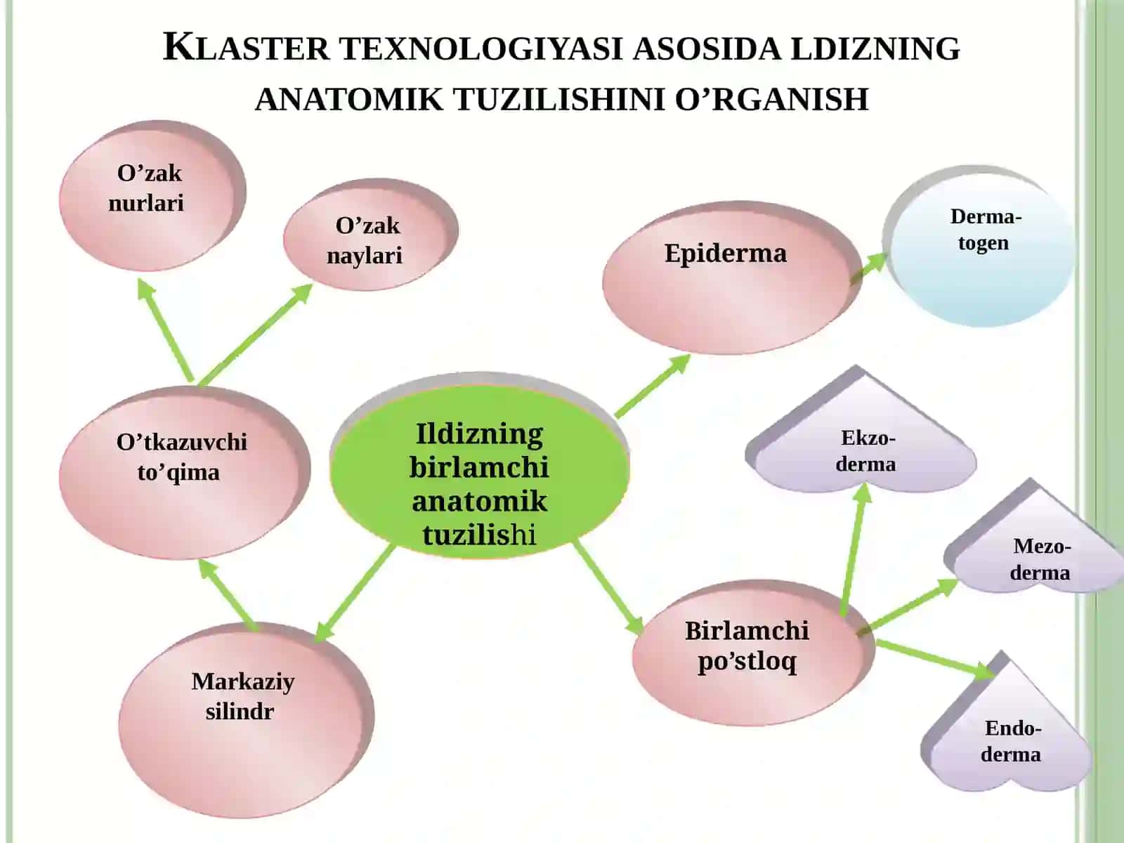 Klaster texnologiyasida ildizning anatomik tuzilishi 4