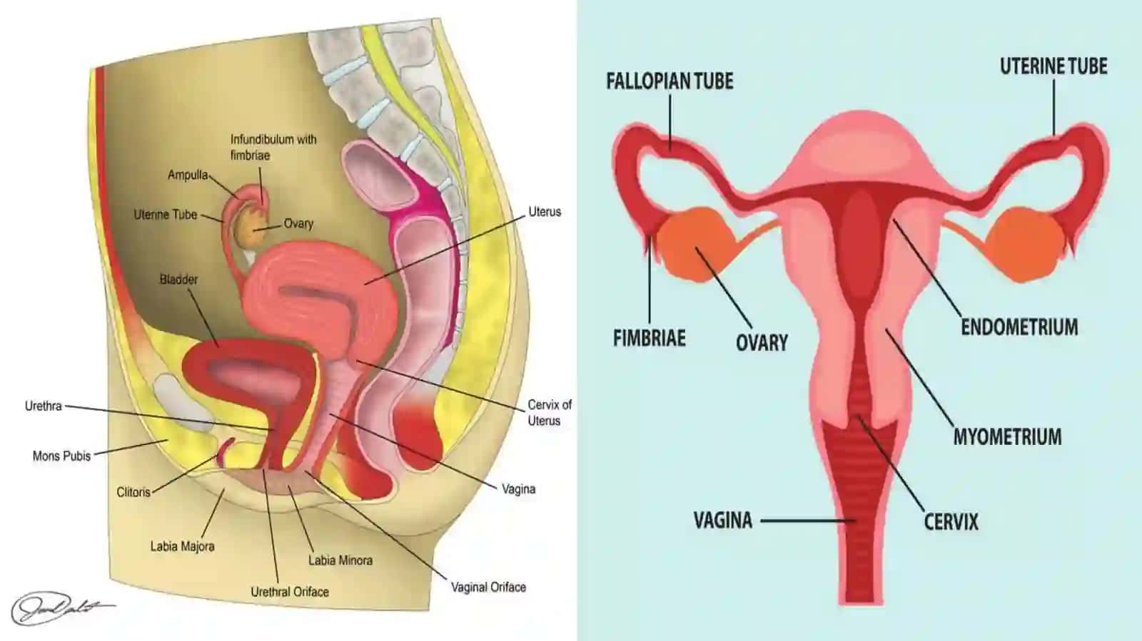 Ayollar jinsiya zolarining anatomik-fiziologik xususiyatlari 4