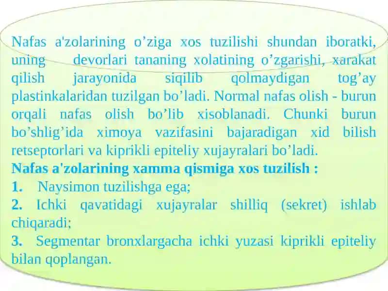 Nafas a'zolarining tuzilishi 4