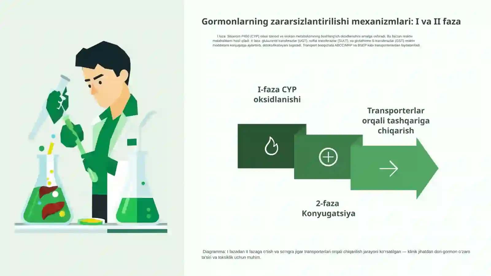 Jigarda gormonlarning zararsizlantirilishi: Klinik ahamiyat 4