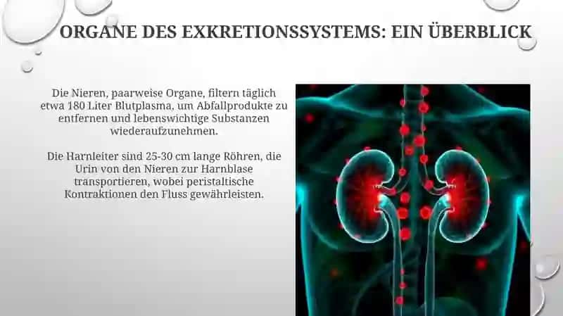 Das Ausscheidungssystem: Einblick in die menschliche Physiologie 4