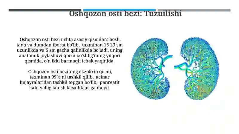 Jigar, Oshqozon va Oshqozon Osti Bezi Tuzuilishi 4