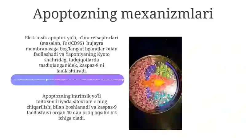 Hujayra appoptozi va uning giologik ahamiyati 4