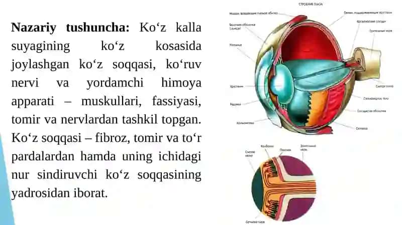 ANALIZATORLAR TUZILISHINI O‘RGANISH. KO‘RISH ANALIZATORI. 4