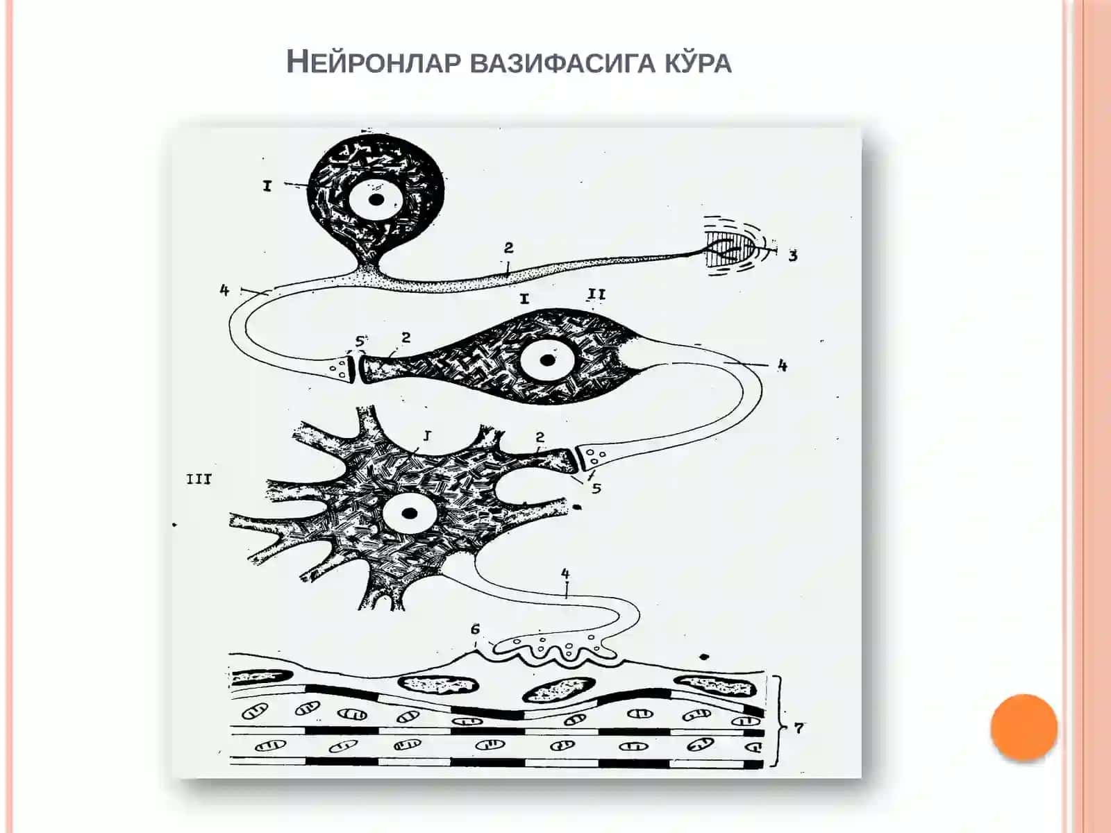 Нерв тўқимаси 4