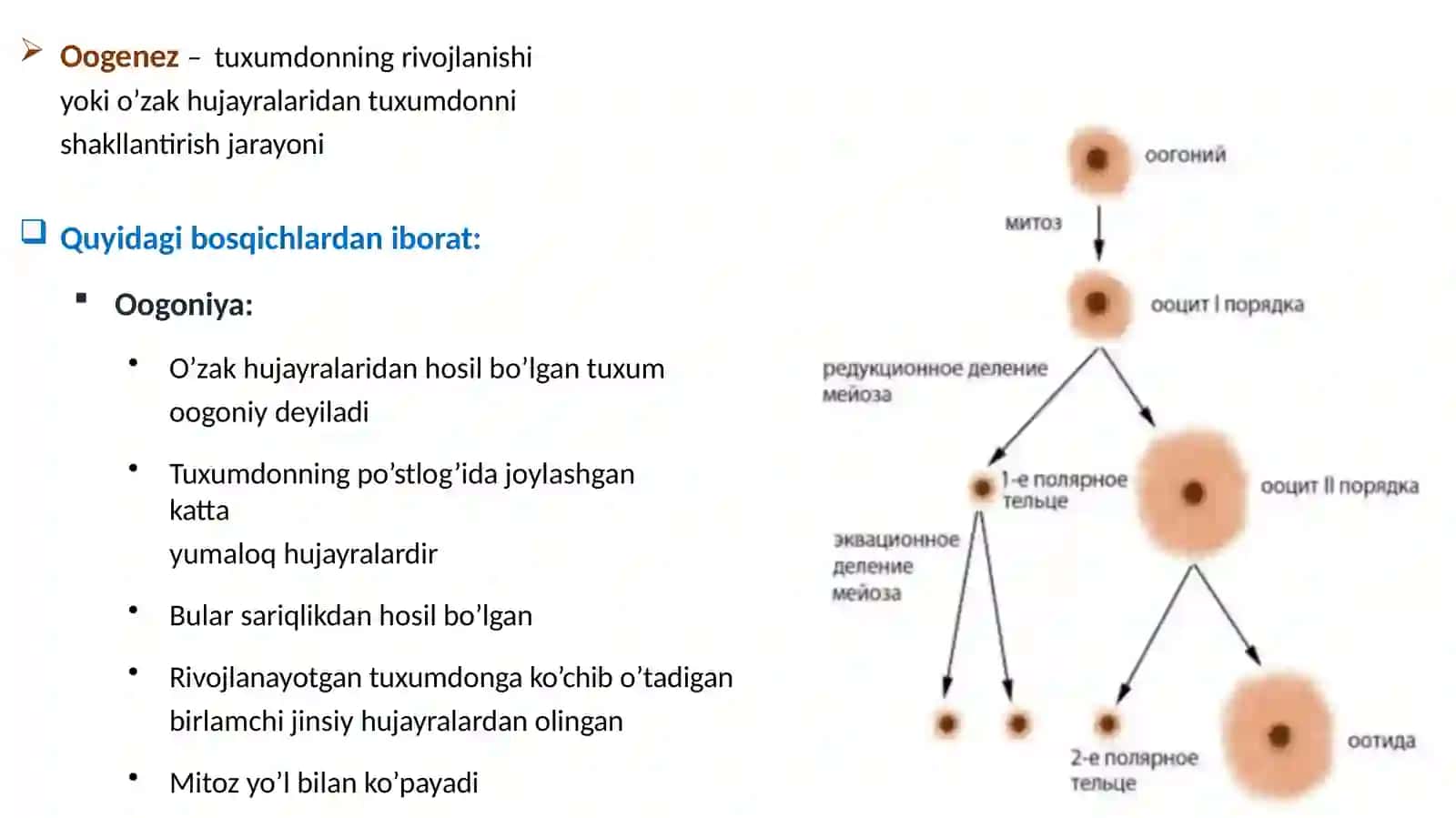 Ayollar jinsiy (reproduktiv) sistemasi 4