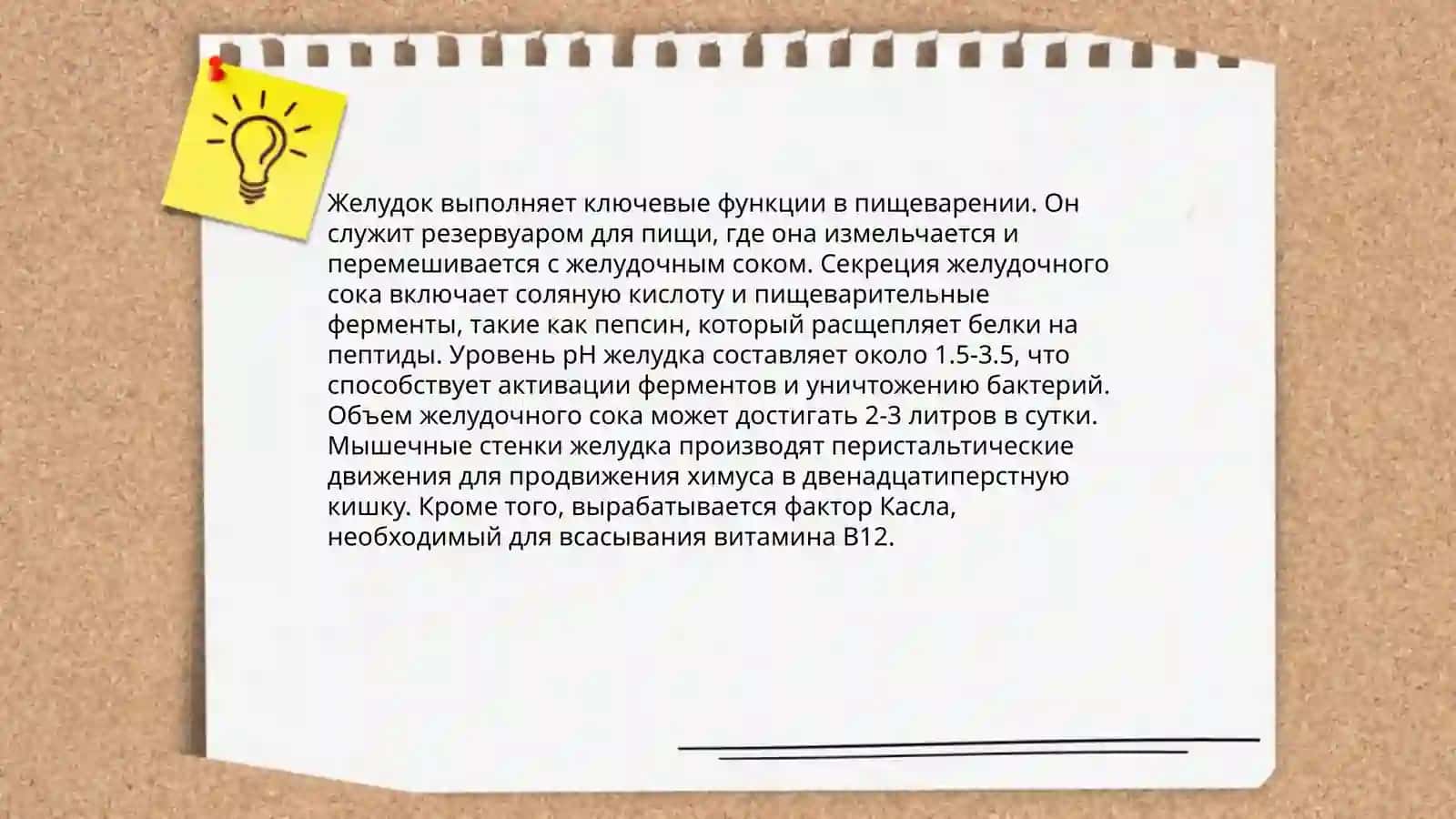 Oshqozonning ish faoliyati, uning patalgik holatlari va davolash usullari 4