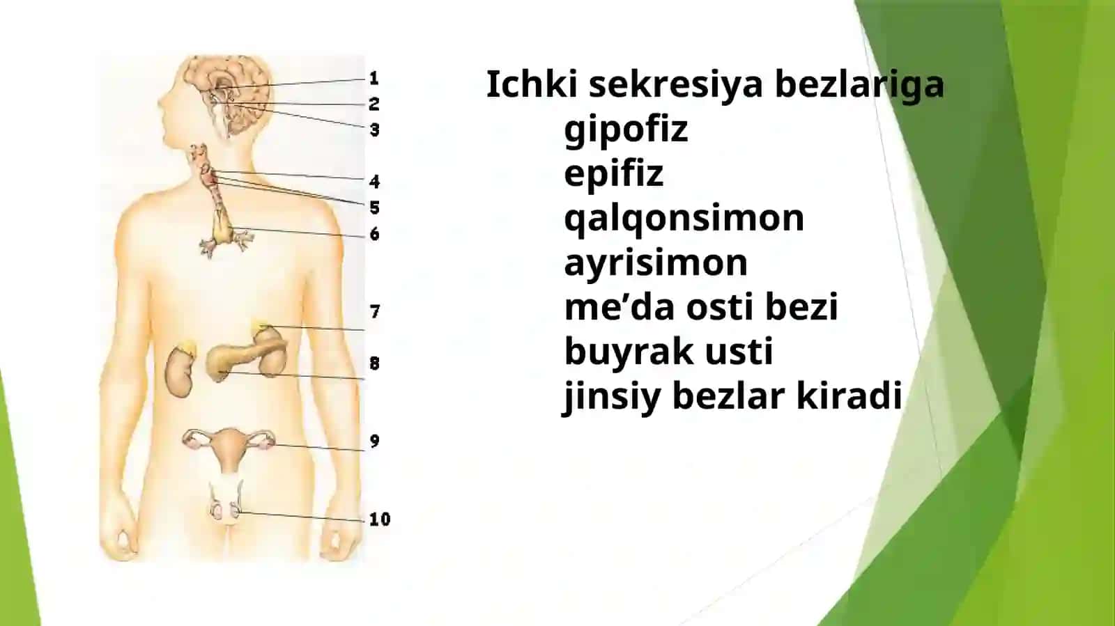 Fiziologik faol moddalar va endokrin tizimi biokimyosi 4