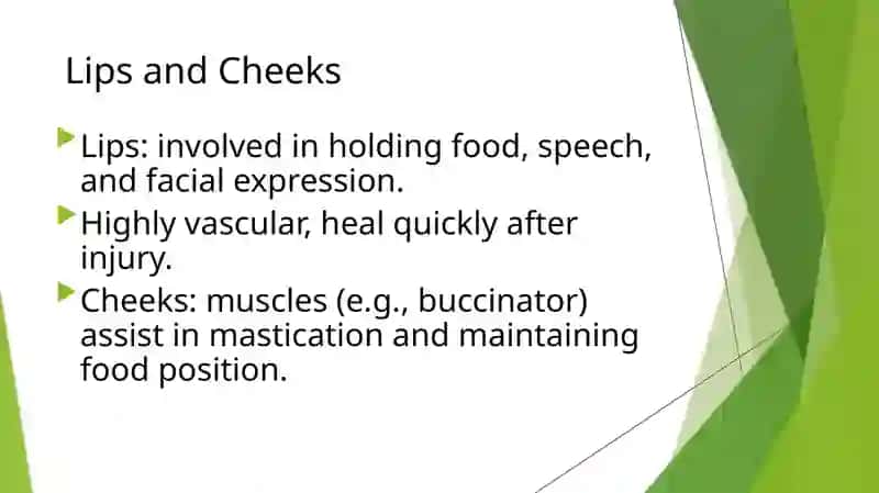 Anatomical structure of the oral cavity 4