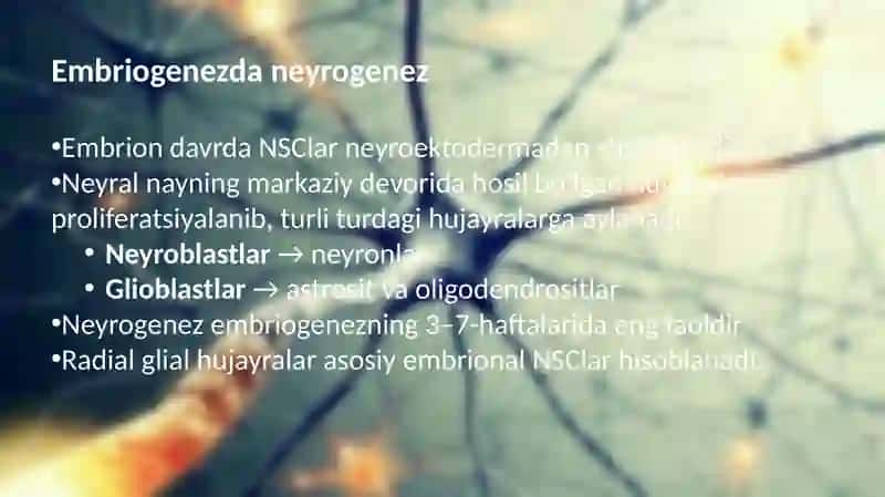 Neyralo’zakhujayralarhaqidatushuncha 4