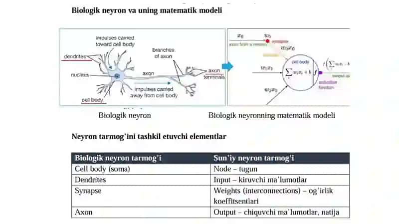 Biologik neyron 4