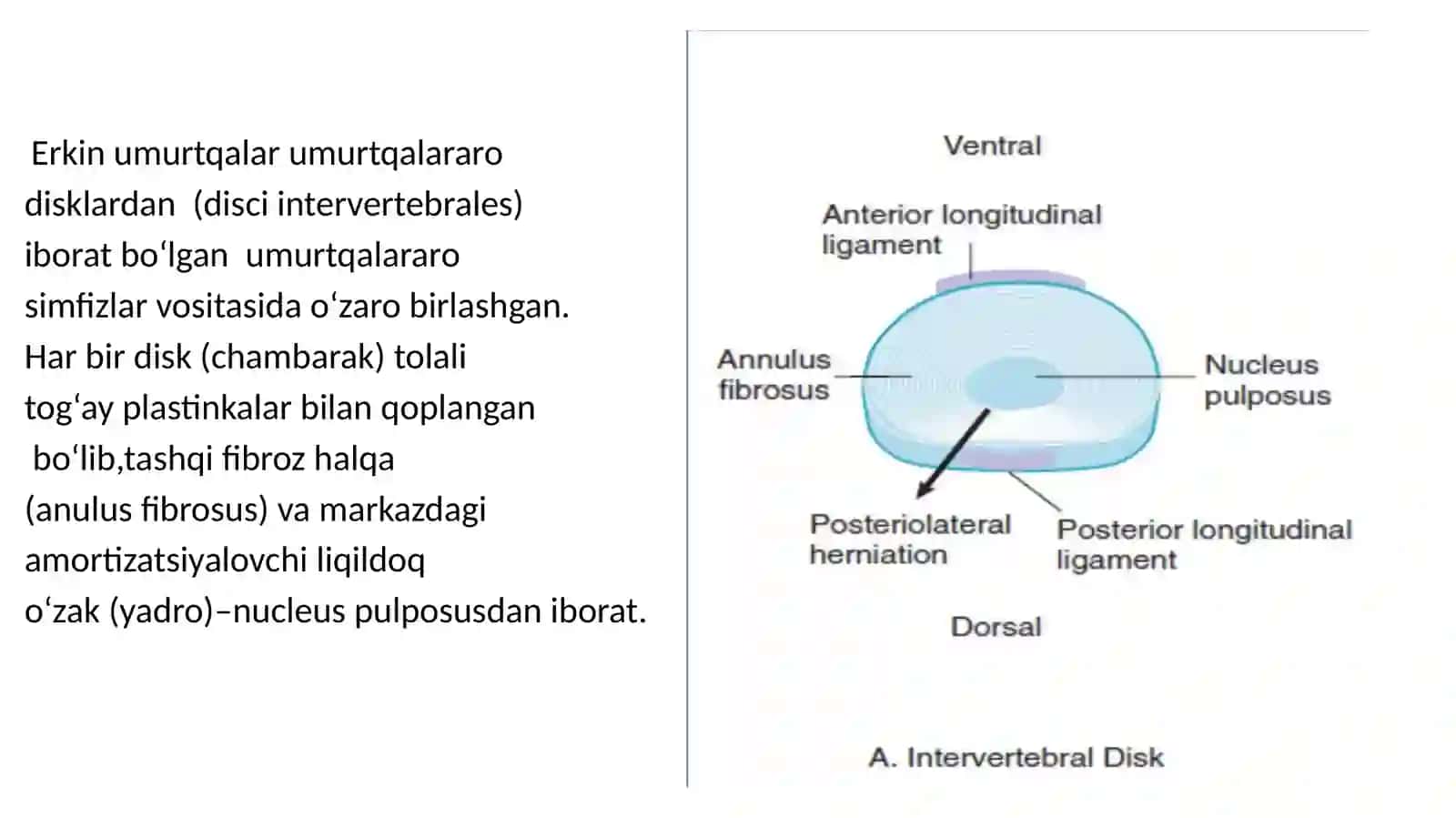 Umurtqa po'g'onasini patologiyalari ni operativ davolash usullari 4