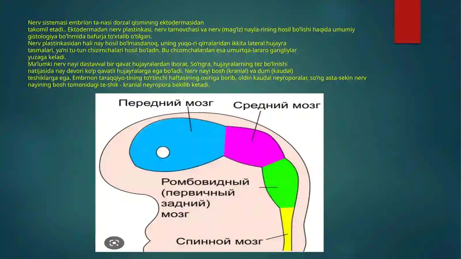 Nervsistemasi 4