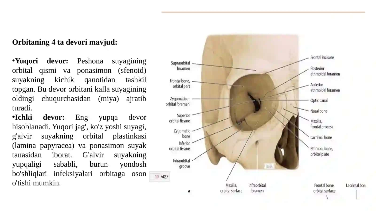 OptagʻmoloRBITA FUNKSIONAL ANOTOMIYASI, OʻSMALARI,KONYUKTIVA,SKLERA VA SHOX  PARDASI ANOTOMIYASIO 4
