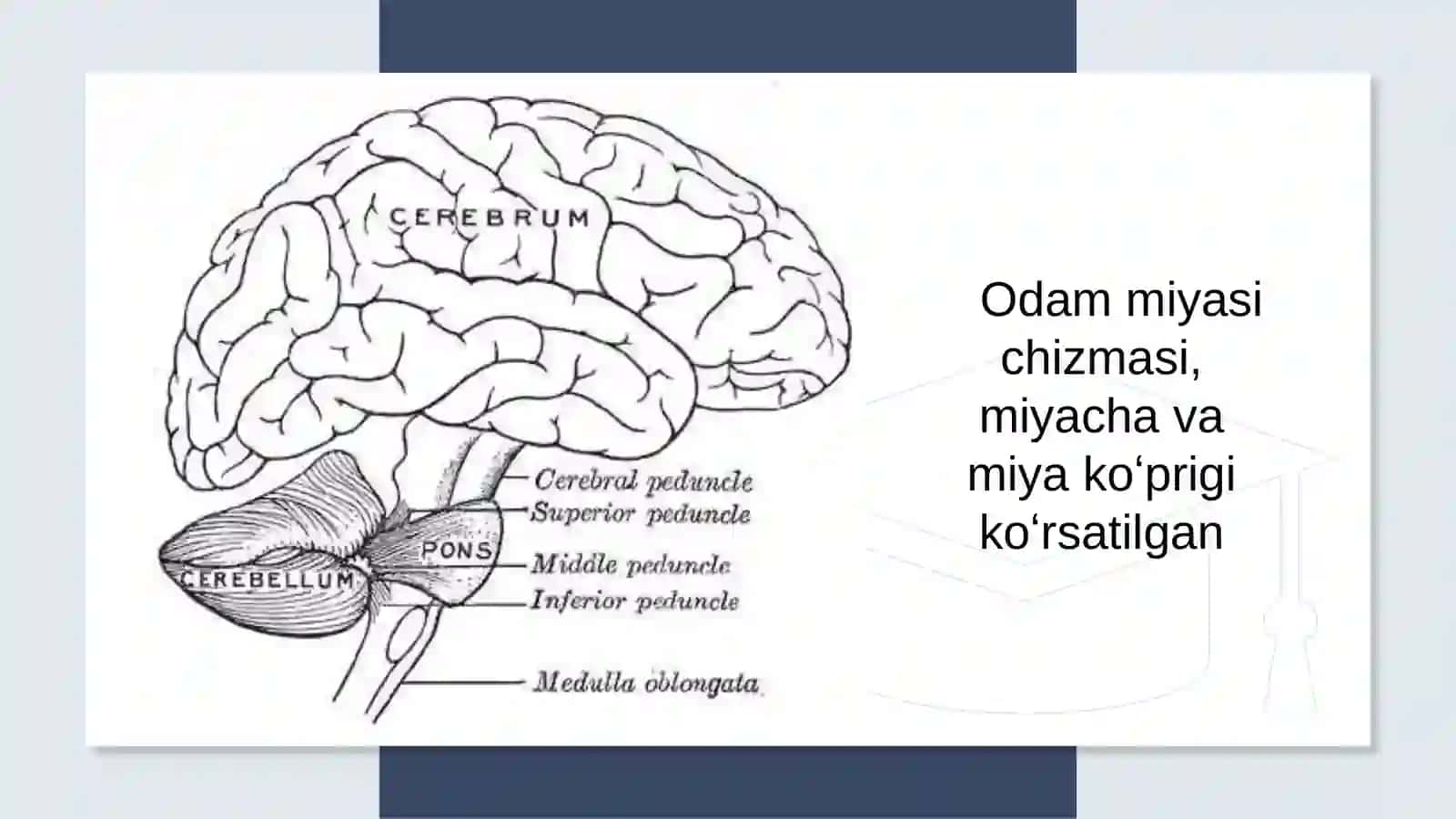 Miyachada neyronlararo aloqalar.Miyacha Purkin hujaralaring tashqi taʼsirlarga va gipoksiyaga reaksiyalari. 4