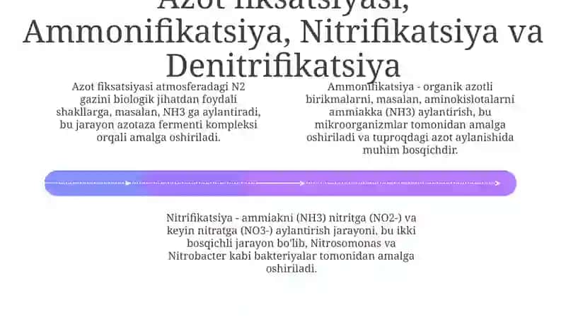 Mikroorganizmlarning azot bilan oziqlanishi va xemosintez jarayoni 4