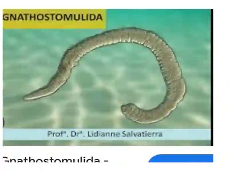 Gnatiferalar(Gnathifera) kattatipining umumiy tavsifi 4