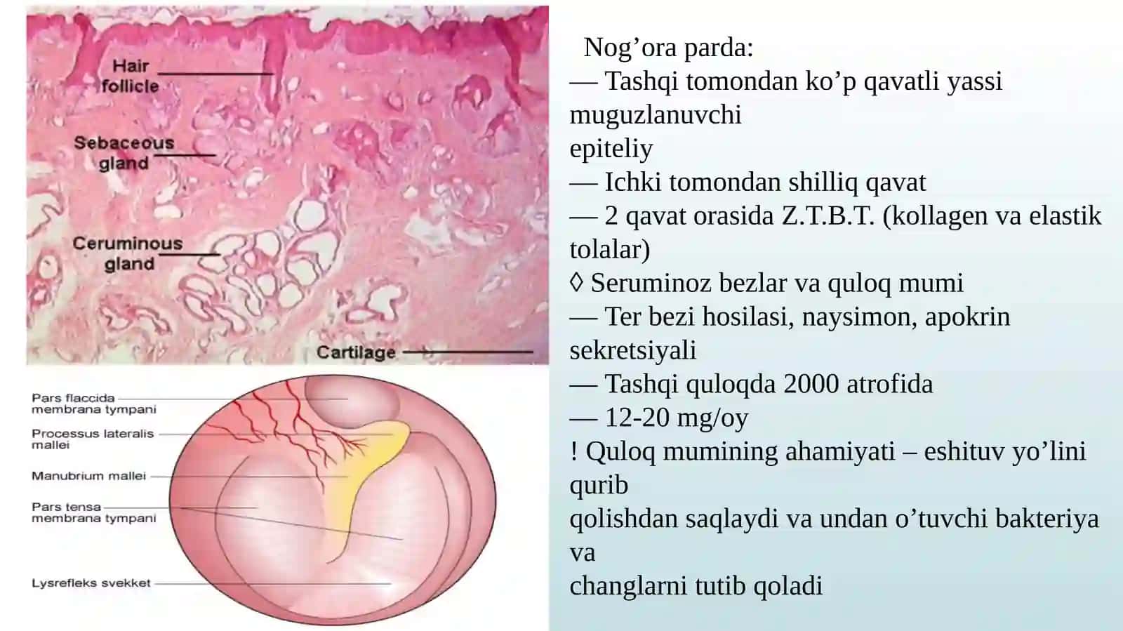 Eshitish va muvozanat organi 4