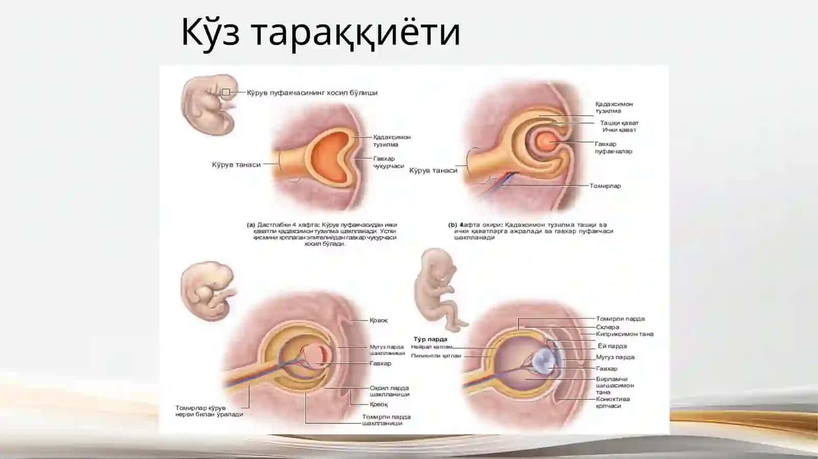 хамширалик иши фаидан Сезги азолари 4