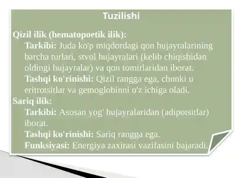 Suyak iligi rivojlanishi, tuzilishi, vazifasi. Qizil ilik, sariq ilik. 4