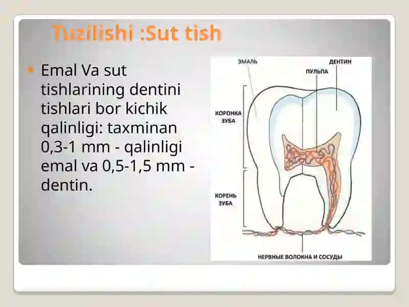 Sut tishlar anatomiyasi. 4