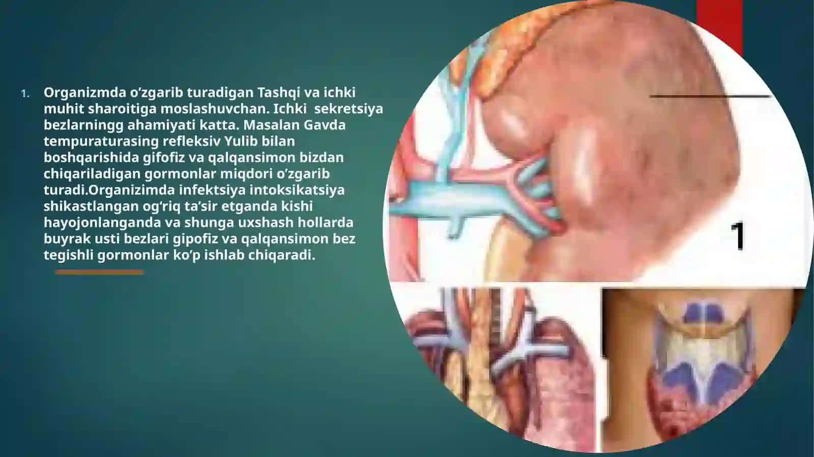 ENDOKRIN BEZLAR FIZIOLOGIYASI.GIPATOLAMO-GIPOFIZAR TIZIM 4