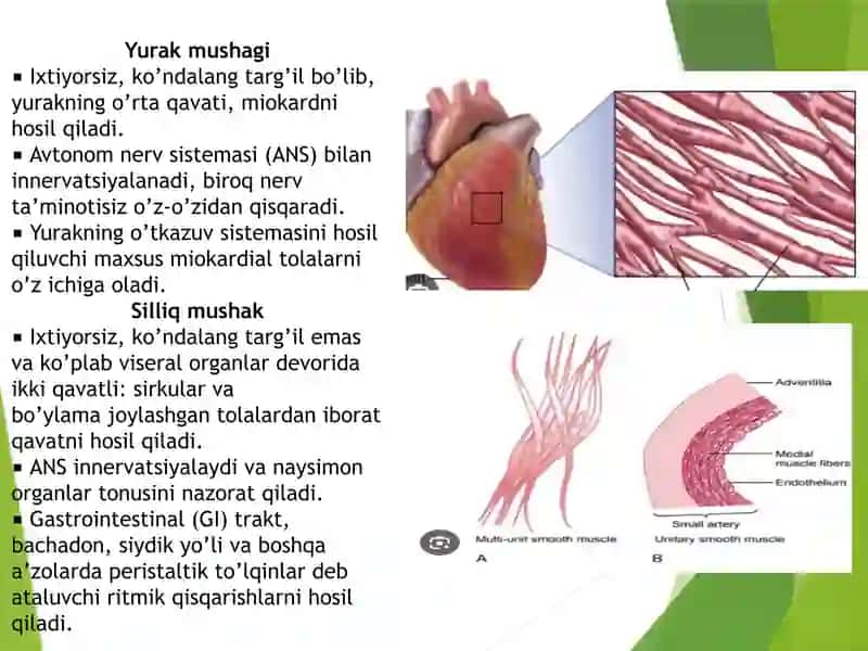 Mushaklar, Mushaklar bilan bog’langan tuzilmalar  Мушаклар Мускуллар Мушаклар билан богланган тузилмалар 4