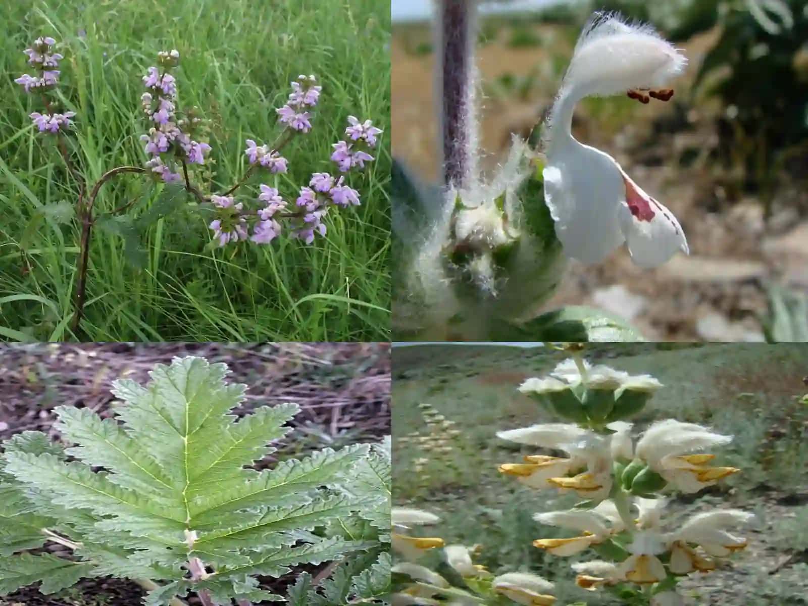 Lamiaceae oilasining sistematika va geobatanikasi 4