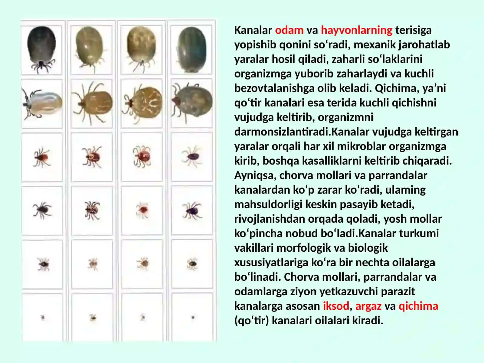 Kanalar Acarina 4