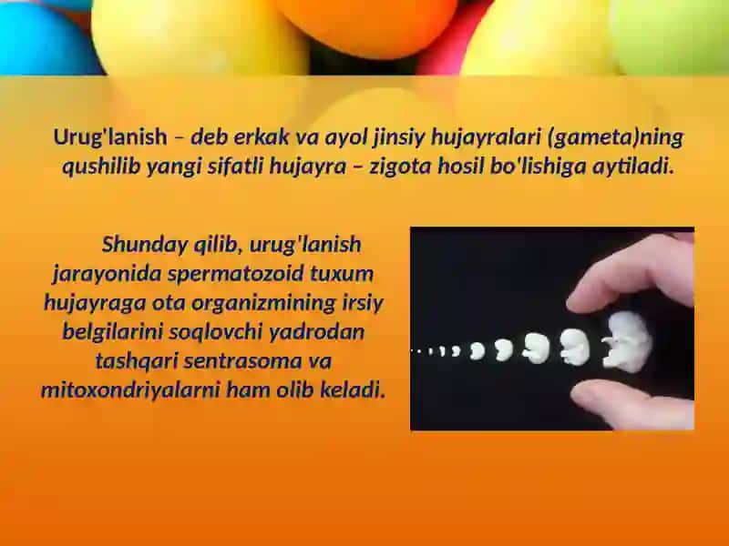 Embriologiya fanidan umumiy qonuniyatlar 4