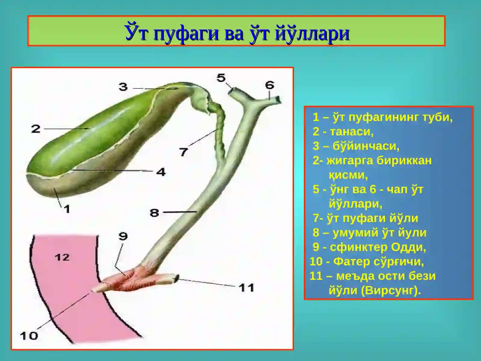 Ўт-тош касаллиги. Холециститлар, диагностикаси ва даволаш 4