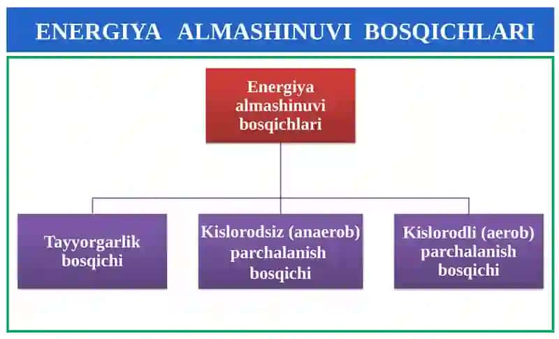 Biologiya 9-sinf 4