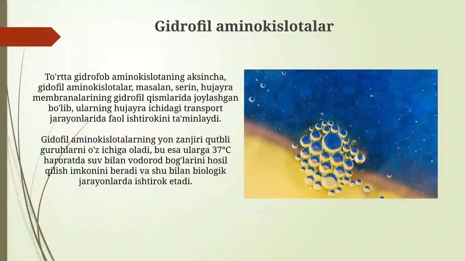 Aminokislotalar. Tuzilishi va xossalari,biologikxususiyatlari 4