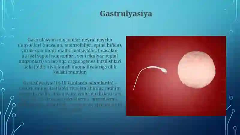 Proembrional rivojlanishning umumiy qonuniyatlari 4