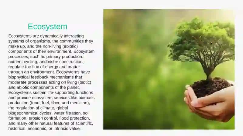 ecology and global problem 4